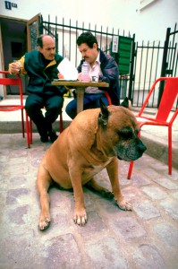 Street photography of dogs, Paris