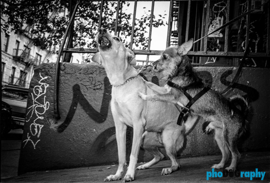 Dogs, animals, pets, phoDOGraphy, street photography