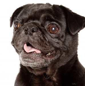 Pug Portrait
