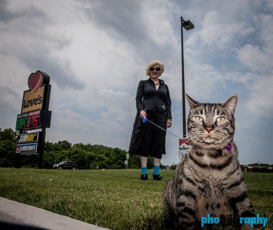 Cats, Tourism, Travel, Traveling with a cat, U.S., USA, United States, animals, leashed cat, on a leash, phoDOGraphy, traveling cat, traveling with cats
