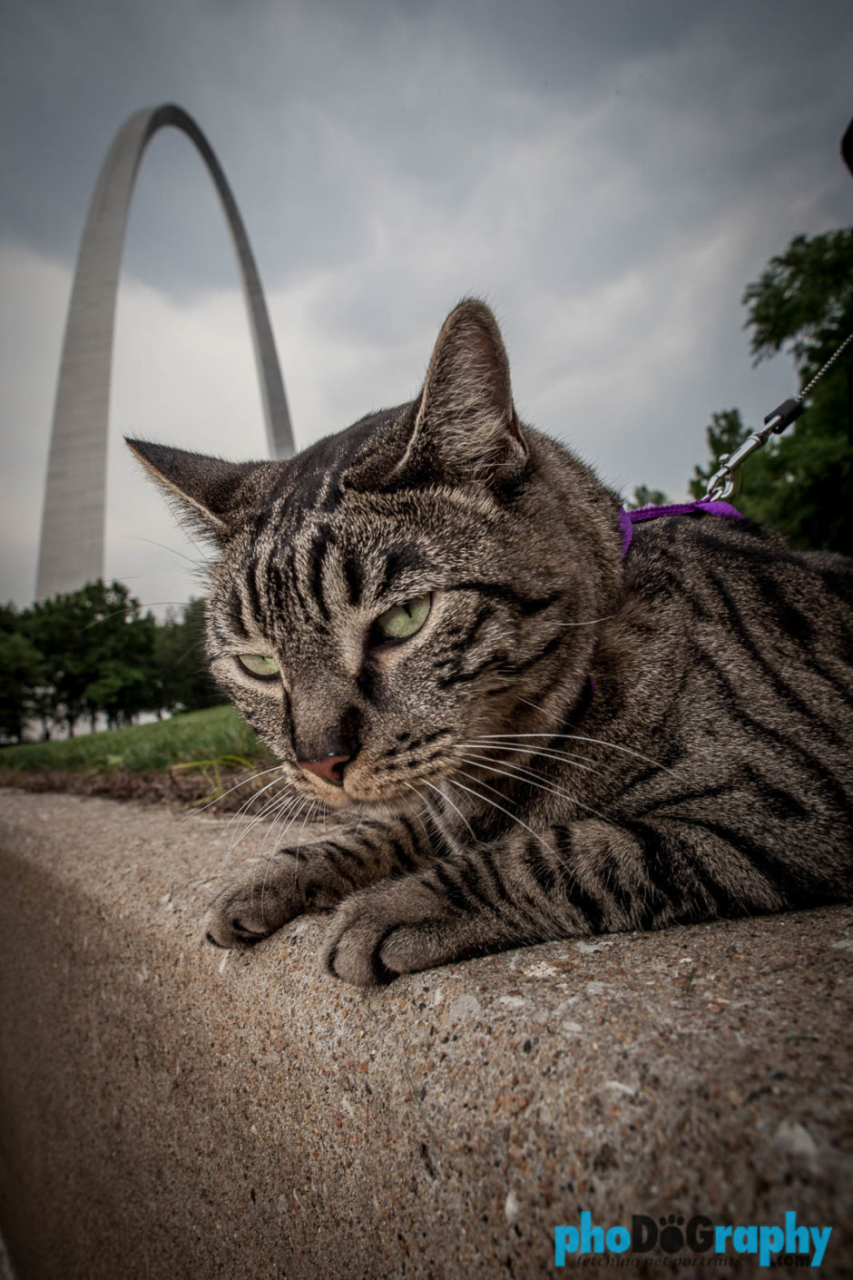 Cats, Gateway Arch, MO, Missouri, Saint Louis, St. Louis, St. Louis MO, The Gateway to the West, Tourism, Travel, Traveling with a cat, U.S., USA, United States, animals, leashed cat, on a leash, phoDOGraphy, traveling cat, traveling with cats