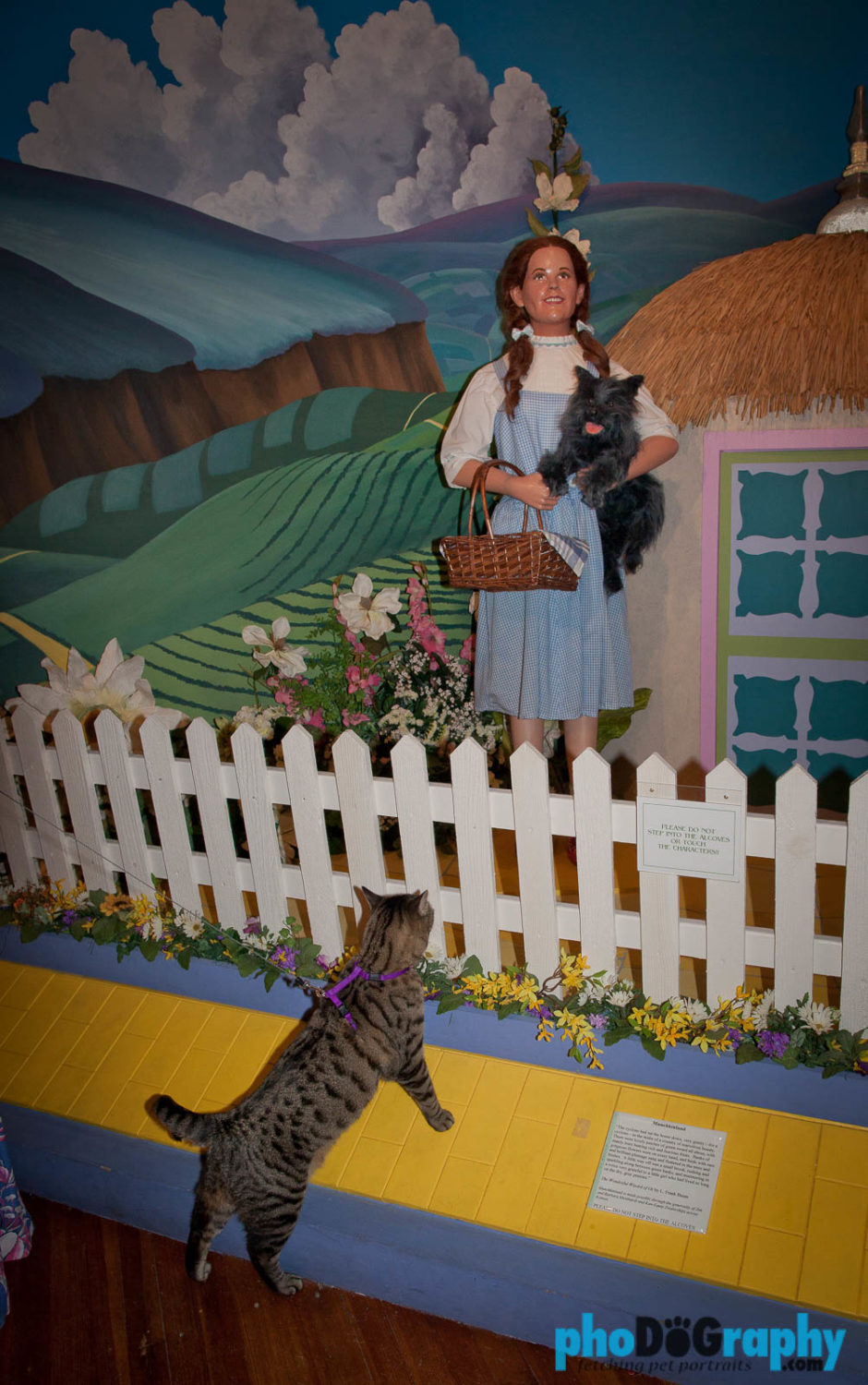Cats, Kansas, Oz Museum, Oz museum, The Oz Museum, Tourism, Travel, Traveling with a cat, U.S., USA, United States, Wamego, animals, leashed cat, on a leash, phoDOGraphy, traveling cat, traveling with cats