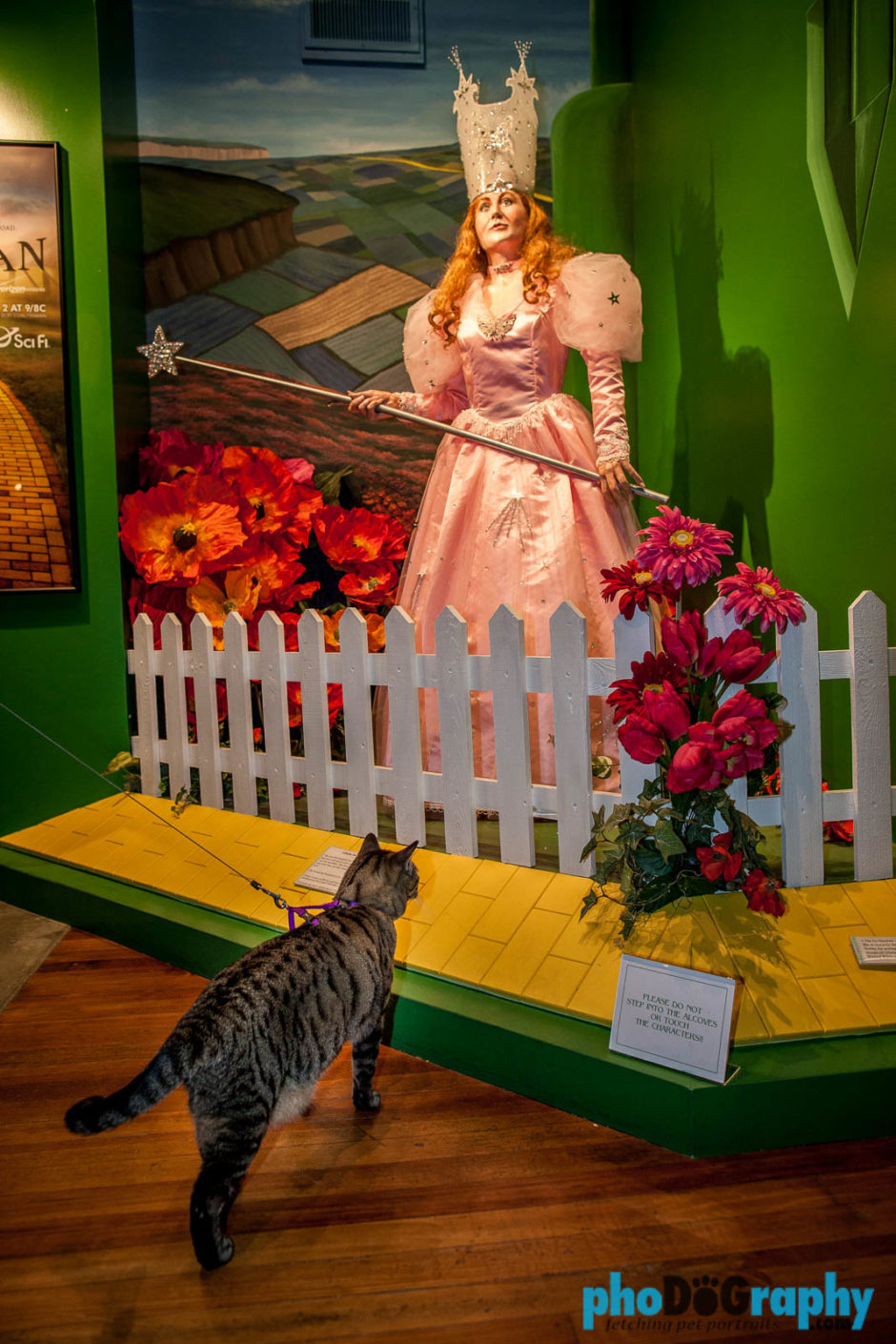 Cats, Kansas, Oz Museum, Oz museum, The Oz Museum, Tourism, Travel, Traveling with a cat, U.S., USA, United States, Wamego, animals, leashed cat, on a leash, phoDOGraphy, traveling cat, traveling with cats