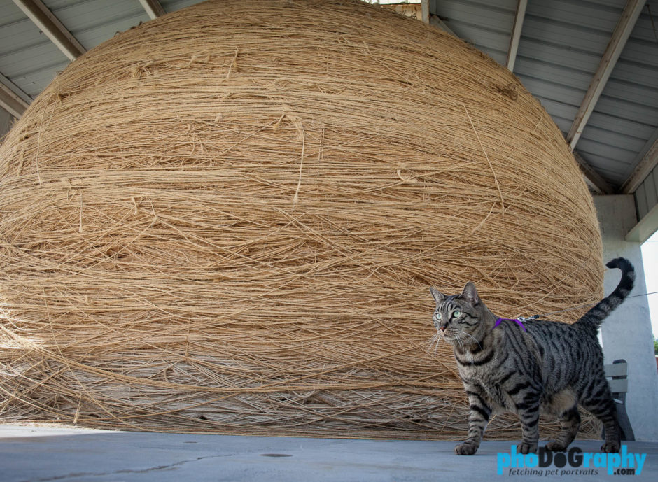Cats, Kansas, Route 66, Rt. 66, Tourism, Travel, Traveling with a cat, U.S., USA, United States, World's Largest Ball of String, animals, leashed cat, on a leash, phoDOGraphy, traveling cat, traveling with cats