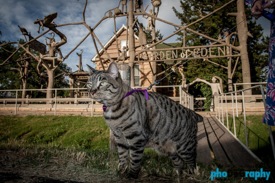 Cats, Kansas, Route 66, Rt. 66, Tourism, Travel, Traveling with a cat, U.S., USA, United States, animals, leashed cat, on a leash, phoDOGraphy, traveling cat, traveling with cats