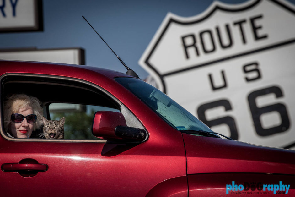 Cats, Route 66, Rt. 66, Tourism, Travel, Traveling with a cat, U.S., USA, United States, animals, leashed cat, on a leash, phoDOGraphy, traveling cat, traveling with cats