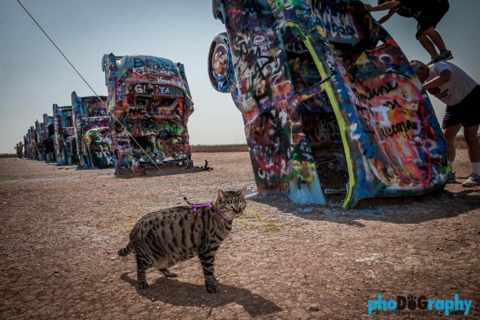 Amarillo, Cadillac Ranch, Cats, Route 66, Rt. 66, TX, Texas, Tourism, Travel, Traveling with a cat, U.S., USA, United States, animals, leashed cat, on a leash, phoDOGraphy, traveling cat, traveling with cats