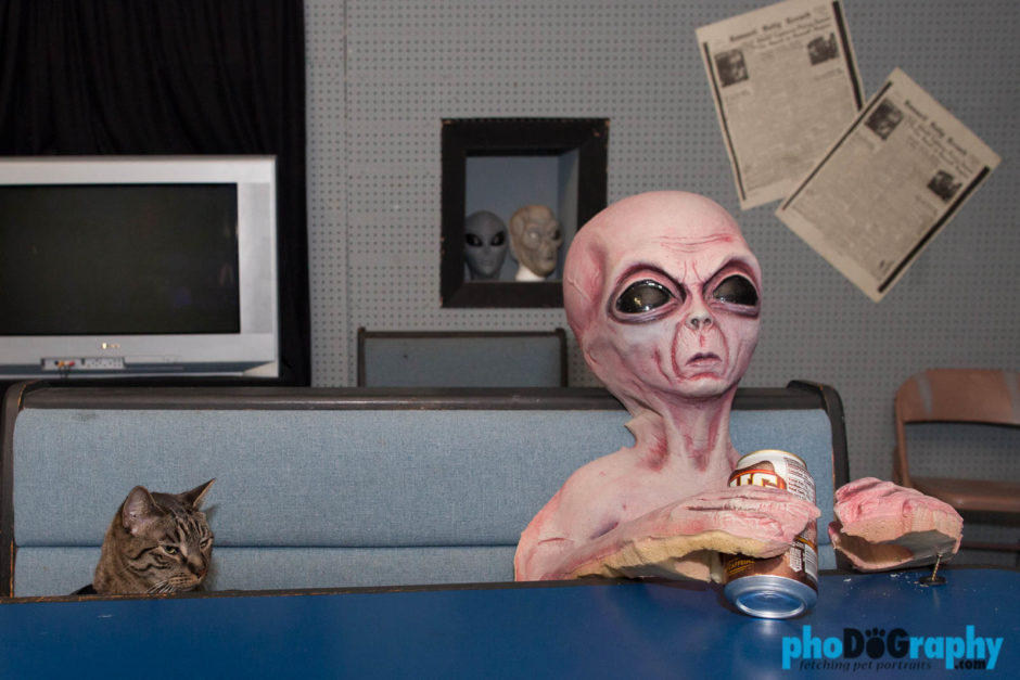 Alien Zone, Area 51 Museum, Cats, NM, New Mexico, Roswell, Tourism, Travel, Traveling with a cat, U.S., USA, United States, animals, leashed cat, on a leash, phoDOGraphy, traveling cat, traveling with cats