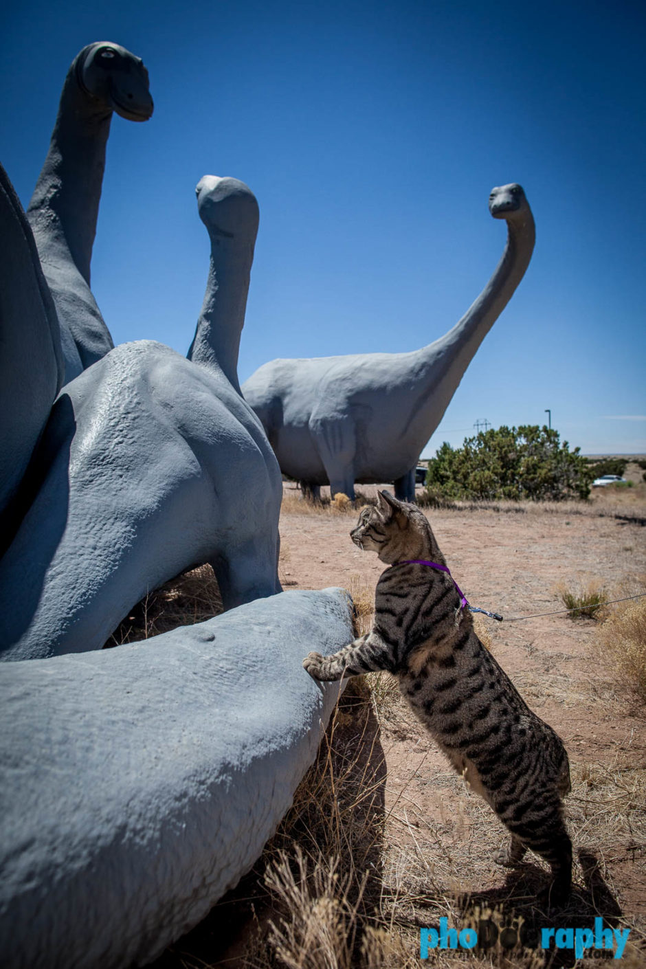 Cats, NM, New Mexico, Route 66, Rt. 66, Tourism, Travel, Traveling with a cat, U.S., USA, United States, animals, leashed cat, on a leash, phoDOGraphy, traveling cat, traveling with cats