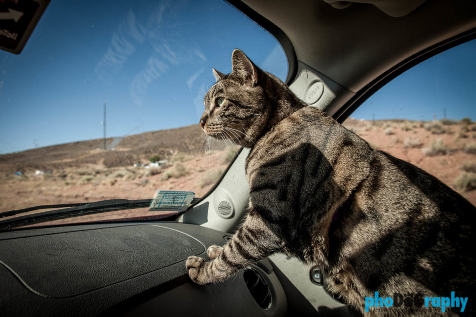 Cats, Traveling with a cat, animals, leashed cat, on a leash, phoDOGraphy, traveling cat, traveling with cats