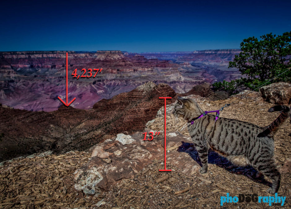 AZ, Arizona, Cats, Grand Canyon, Tourism, Travel, Traveling with a cat, U.S., USA, United States, animals, leashed cat, on a leash, phoDOGraphy, traveling cat, traveling with cats