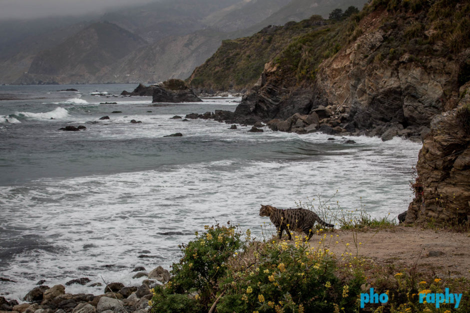 CA, California, Cats, PCH, Pacific Coast Highway, Pacific Coast Highway One, Tourism, Travel, Traveling with a cat, U.S., USA, United States, animals, leashed cat, on a leash, phoDOGraphy, traveling cat, traveling with cats
