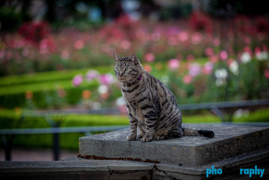 Cats, OR, Oregon, Portland, Tourism, Travel, Traveling with a cat, U.S., USA, United States, animals, leashed cat, on a leash, phoDOGraphy, traveling cat, traveling with cats