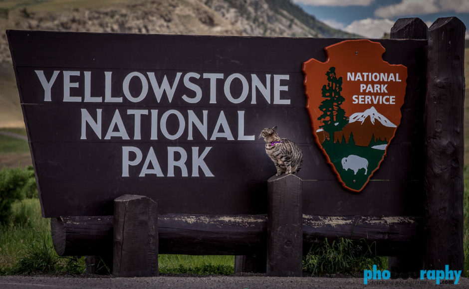 Cats, Tourism, Travel, Traveling with a cat, U.S., USA, United States, WY, Wyoming, Yellowstone National Park, animals, leashed cat, on a leash, phoDOGraphy, traveling cat, traveling with cats