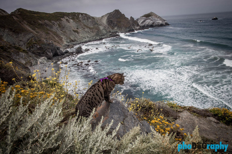 CA, California, Cats, PCH, Pacific Coast Highway, Pacific Coast Highway One, Tourism, Travel, Traveling with a cat, U.S., USA, United States, animals, leashed cat, on a leash, phoDOGraphy, traveling cat, traveling with cats