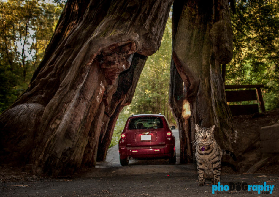 Cats, Giant Redwood Trees, Giant Redwoods, Traveling with a cat, animals, leashed cat, on a leash, phoDOGraphy, traveling cat, traveling with cats