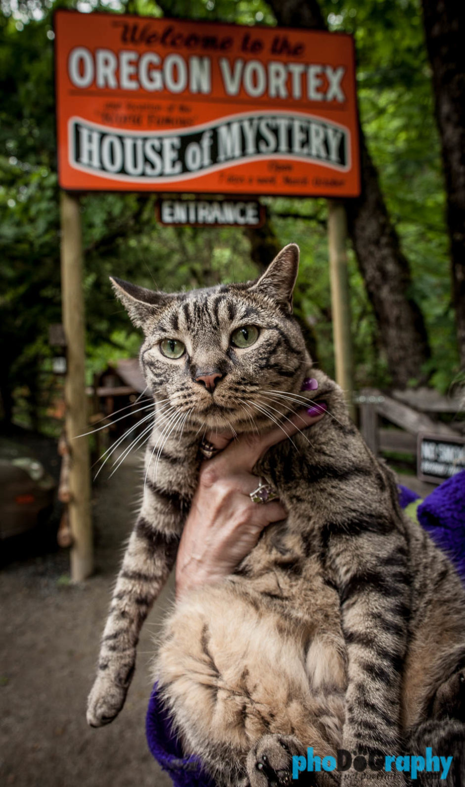 Cats, OR, Oregon, Tourism, Travel, Traveling with a cat, U.S., USA, United States, animals, leashed cat, on a leash, phoDOGraphy, traveling cat, traveling with cats