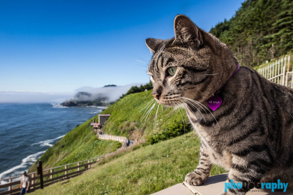 Cats, OR, Oregon, Tourism, Travel, Traveling with a cat, U.S., USA, United States, animals, leashed cat, on a leash, phoDOGraphy, traveling cat, traveling with cats