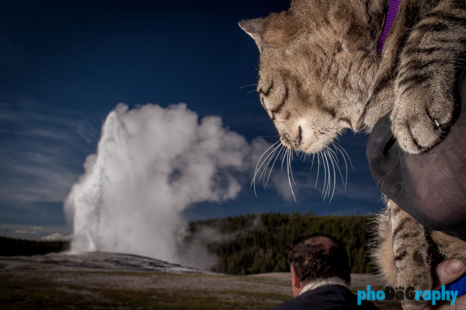 Cats, Tourism, Travel, Traveling with a cat, U.S., USA, United States, WY, Wyoming, Yellowstone National Park, animals, leashed cat, on a leash, phoDOGraphy, traveling cat, traveling with cats