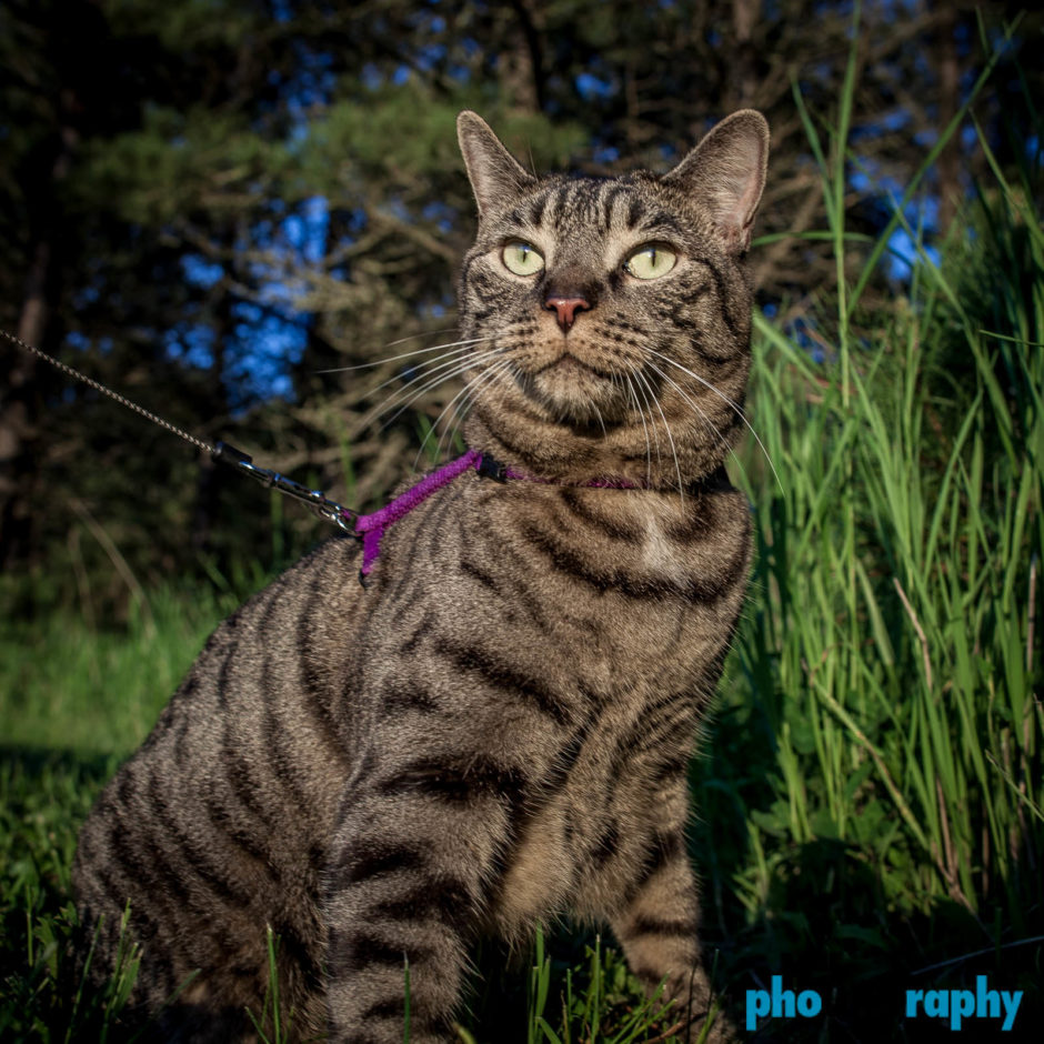 Cats, SD, South Dakota, Tourism, Travel, Traveling with a cat, U.S., USA, United States, animals, leashed cat, on a leash, phoDOGraphy, traveling cat, traveling with cats