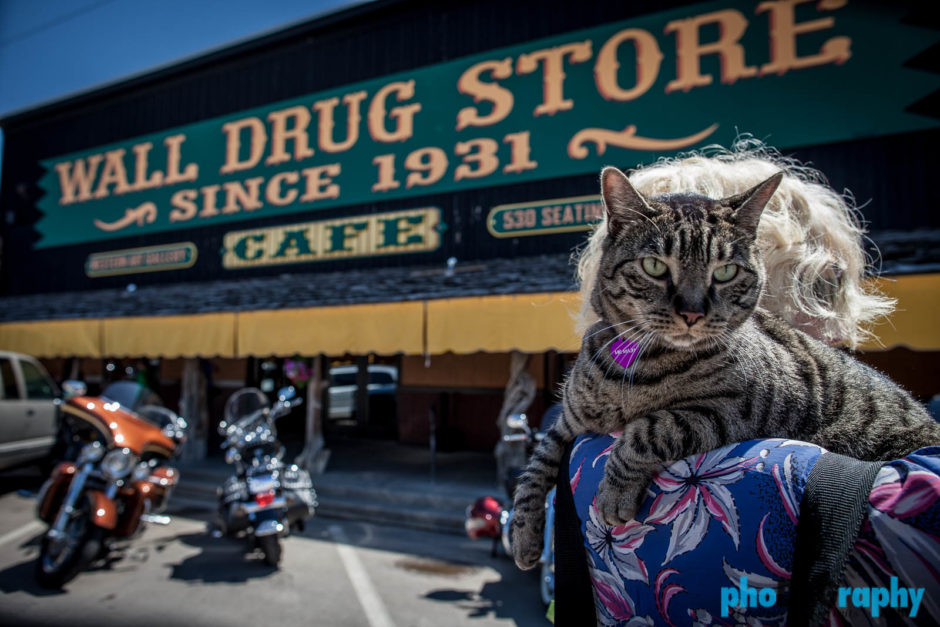 Cats, SD, South Dakota, Tourism, Travel, Traveling with a cat, U.S., USA, United States, Wall, Wall Drug, animals, leashed cat, on a leash, phoDOGraphy, traveling cat, traveling with cats