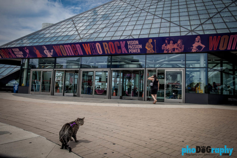 Cats, Cleveland, OH, Ohio, Rock and Roll Hall of Fame, Rock'n'Roll Hall of Fame, Tourism, Travel, Traveling with a cat, U.S., USA, United States, animals, leashed cat, on a leash, phoDOGraphy, traveling cat, traveling with cats