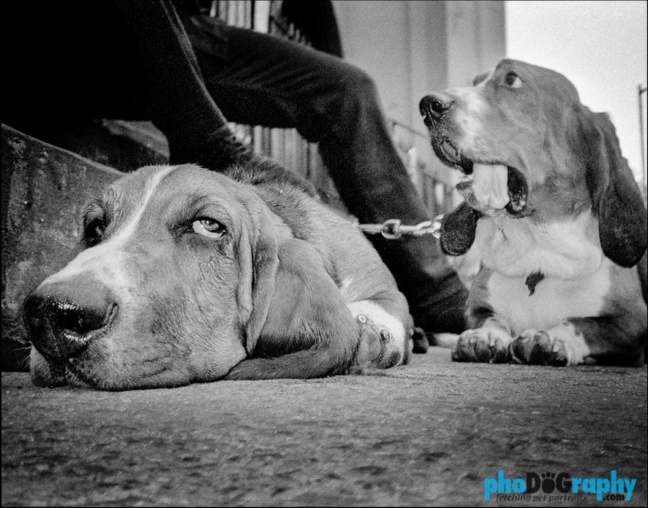 Dogs, NYC, New York, New York City, _Location, animals, pets, phoDOGraphy, street photography