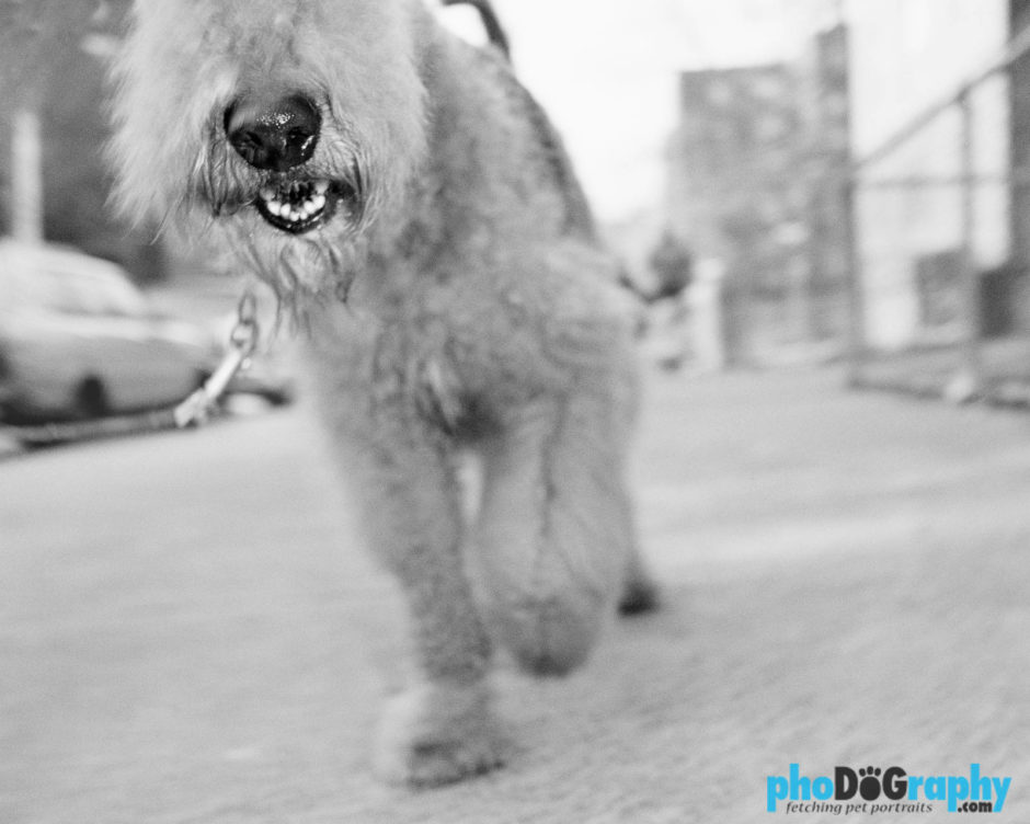 Dogs, NYC, New York, New York City, _Location, animals, pets, phoDOGraphy, street photography