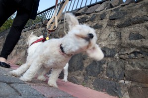Pet photography New Jersey Manhattan Skyline