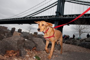 New York Dog Photographer—Creating Original Pet Portraits in Brooklyn