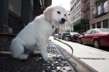 Golden Retriever Puppy Portrait in Manhattan