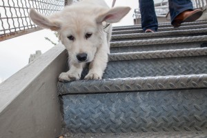 Golden Retriever Puppy Portrait in Manhattan