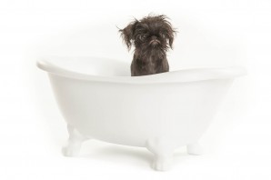 Brussels Griffon Puppy