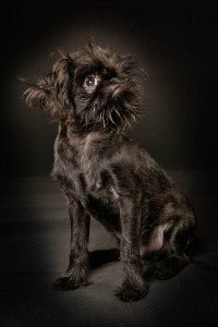 Black Brussels Griffon Puppy 