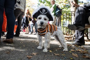 The 2012 Tomkins Park Halloween Dog Parade