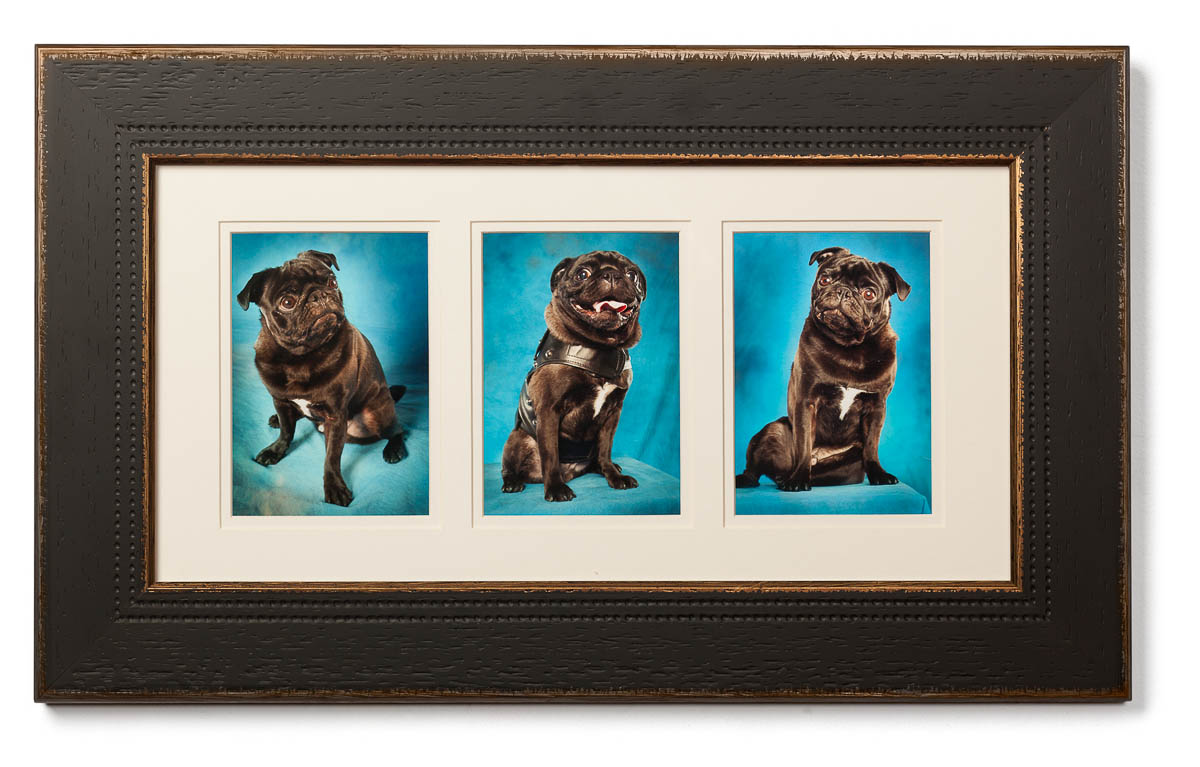 Framed Dog Photography