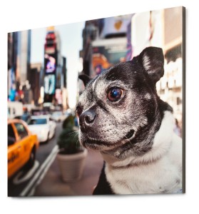 dog photographer in New York