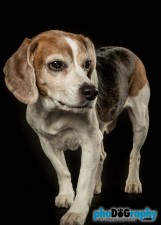 Beagle, Dogs, Pet Portraits Manhattan, studio