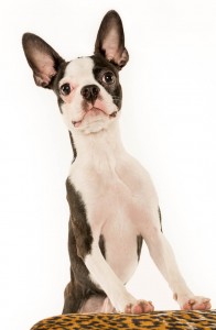 Boston Terrier Studio Portraits