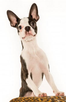 Boston Terrier Studio Portrait