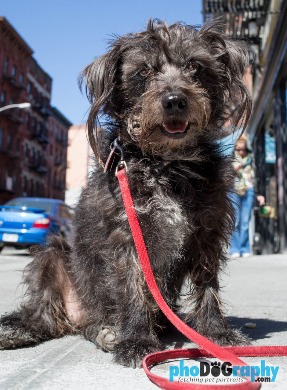 Street Photography of New York City Dogs