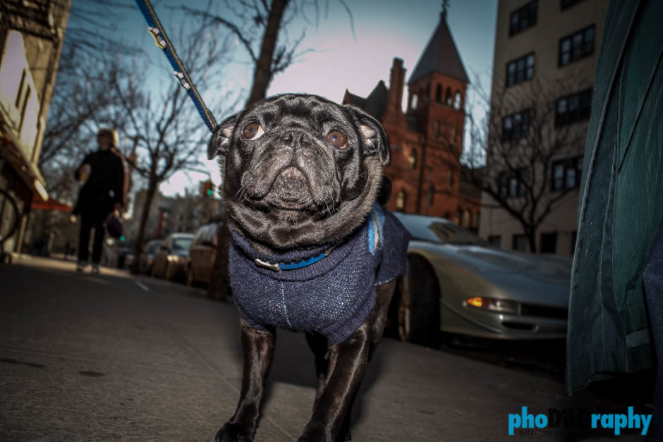 Breed, Dogs, Pugs, Techniques (photo), _Meta, animals, pets, phoDOGraphy, pug, street photography