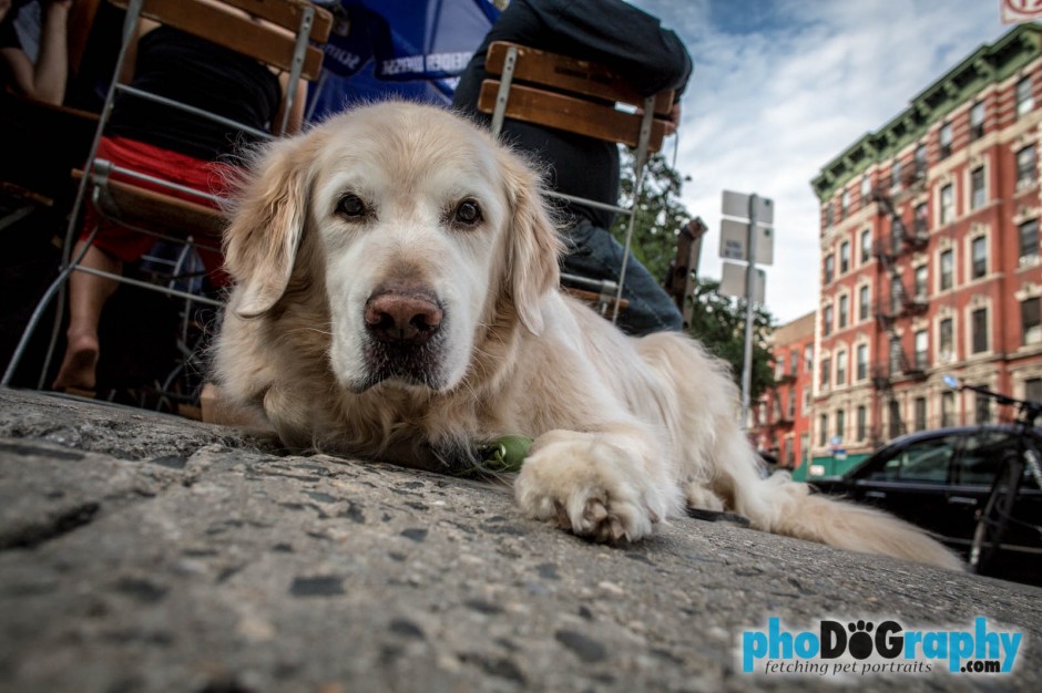 Dog Photography, Dogs, East Village, Lower East Side, Manhattan, NYC, New York, New York City, New York Dog Photographer, Pet Photos, Pet Portraits Manhattan, animals, pet photography, phoDOGraphy, street photography, the pet photographer