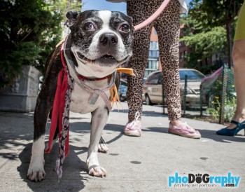Dog Photography, Dogs, East Village, Lower East Side, Manhattan, NYC, New York, New York City, New York Dog Photographer, Pet Photos, Pet Portraits Manhattan, animals, pet photography, phoDOGraphy, street photography, the pet photographer