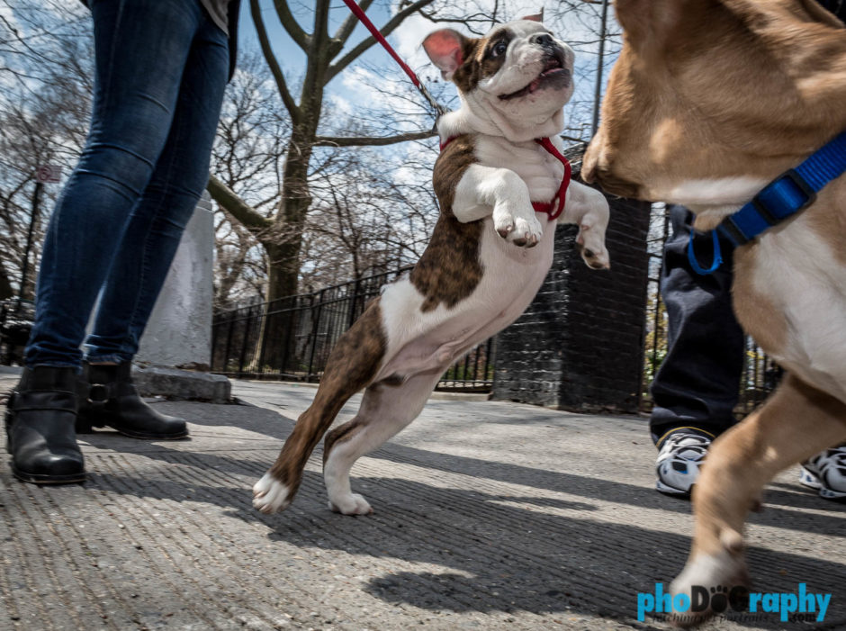 Dogs, NYC, New York, New York City, Techniques (photo), _Location, _Meta, animals, pets, phoDOGraphy, street photography
