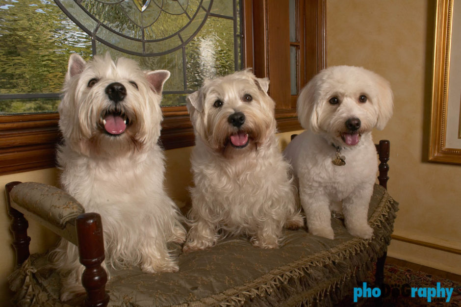 Dogs, animals, at-home, in the home, pets, phoDOGraphy
