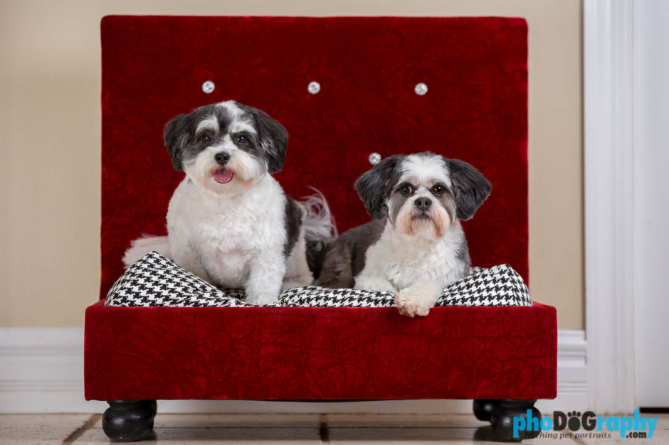 Dogs, NYC, New York, New York City, _Location, animals, pets, phoDOGraphy