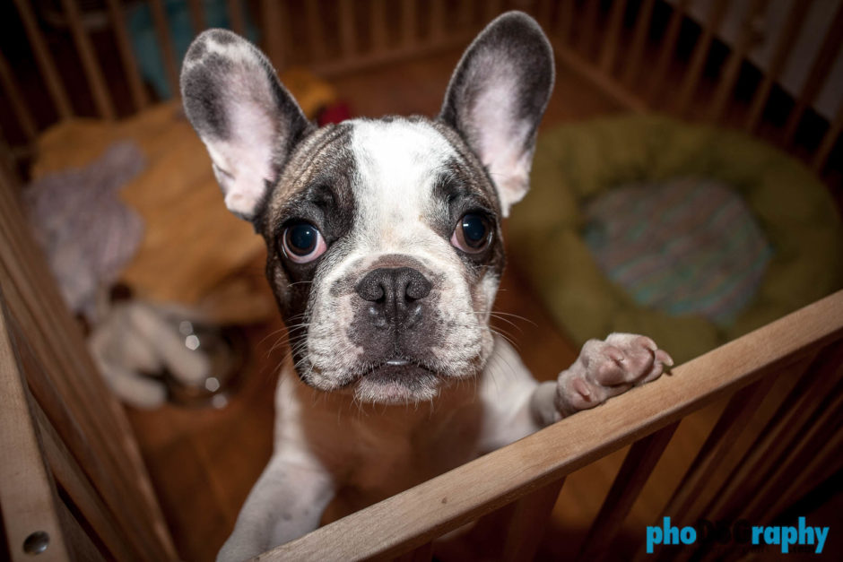 Dogs, French Bulldog, French Bulldogs, animals, at-home, in the home, phoDOGraphy