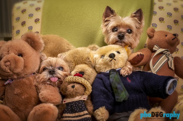 Dogs, animals, at-home, in the home, pets, phoDOGraphy