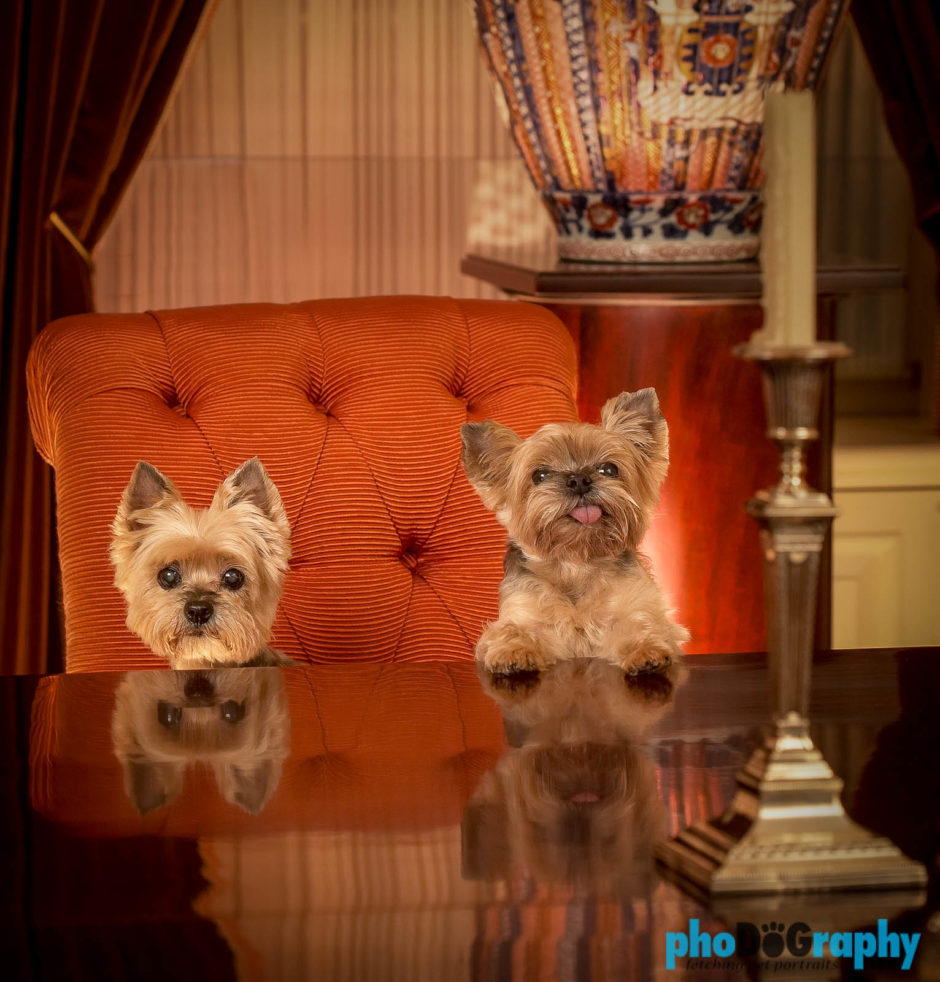 Dogs, animals, at-home, in the home, pets, phoDOGraphy